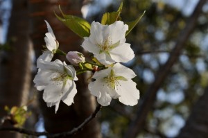 2015 0227 山桜の写真 (640x425)